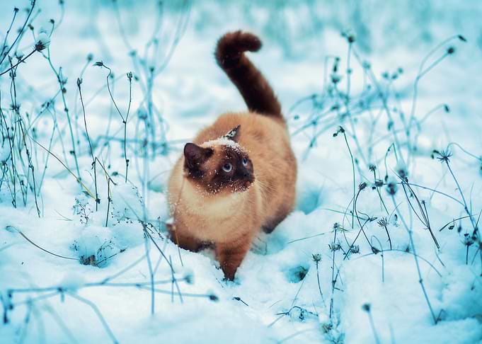 Alone Animals Black Blizza