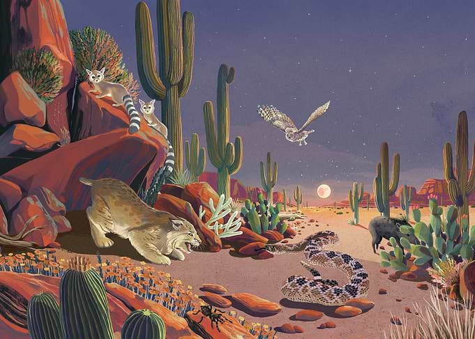 desert at night
