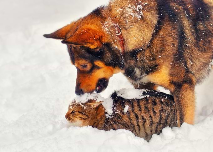 Animal Best Brave Canine C