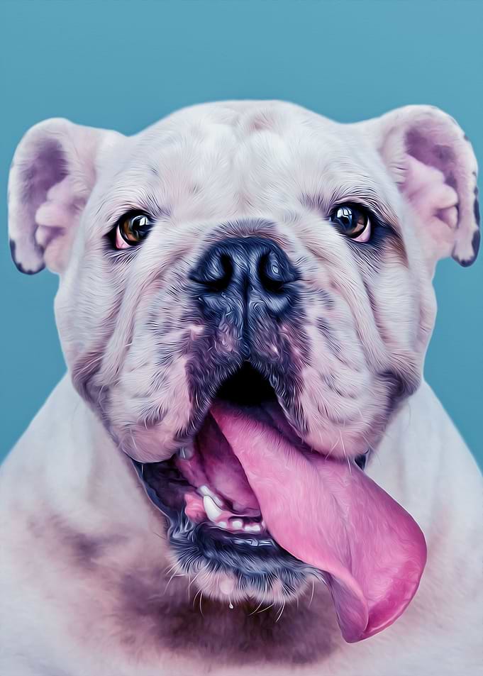 Bulldog Oil Painting