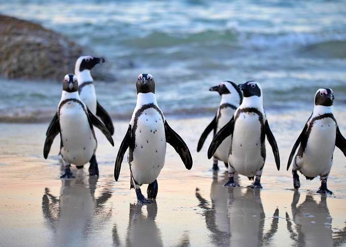 Penguins