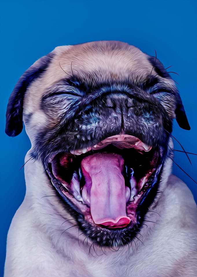 Cute Pug Puppy