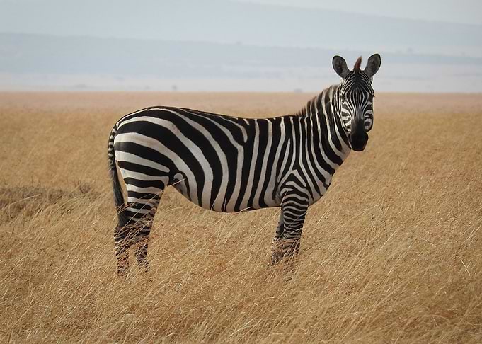 zebra wild life safari