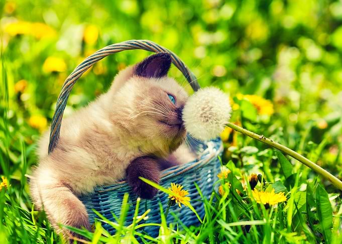 Animals Baby Basket Beauti