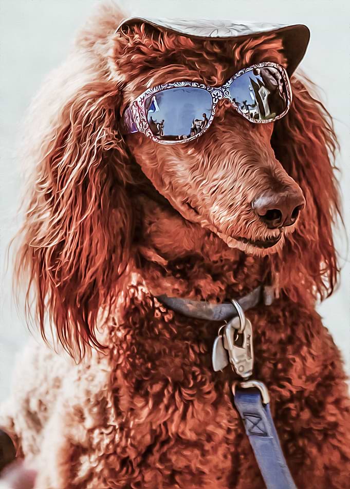 Poodle WIth Glasses