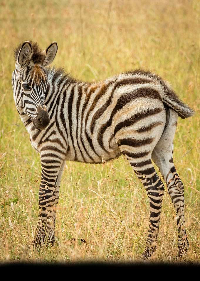 zebra wildlife safari