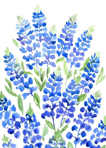 Texas bluebonnets