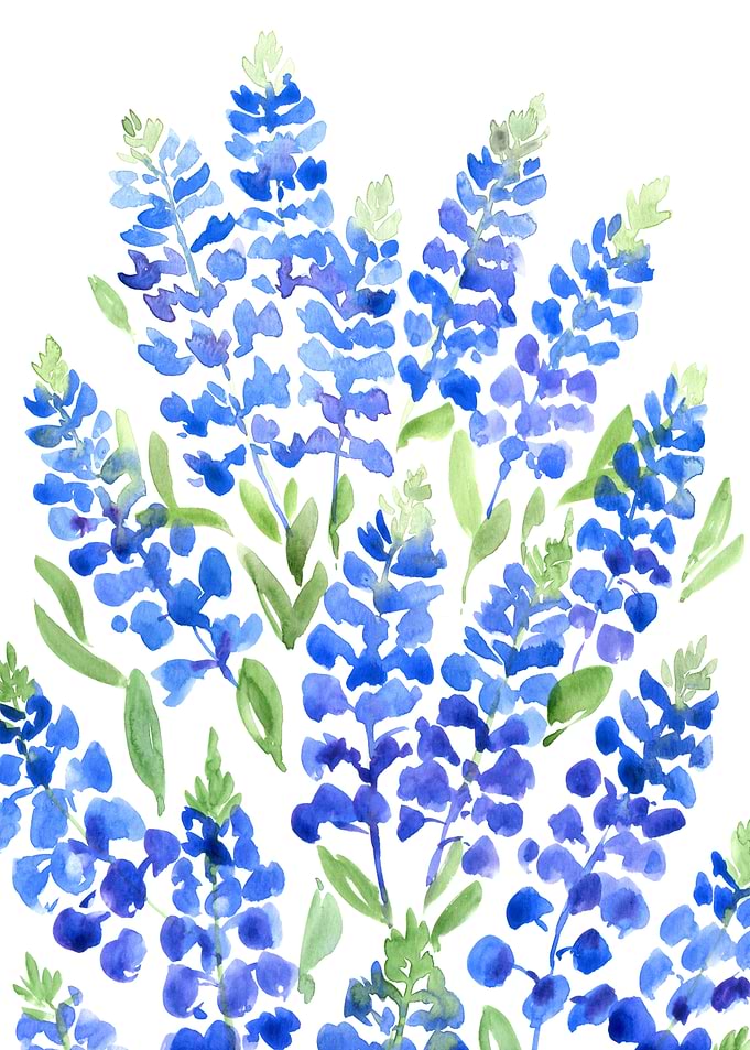Texas bluebonnets