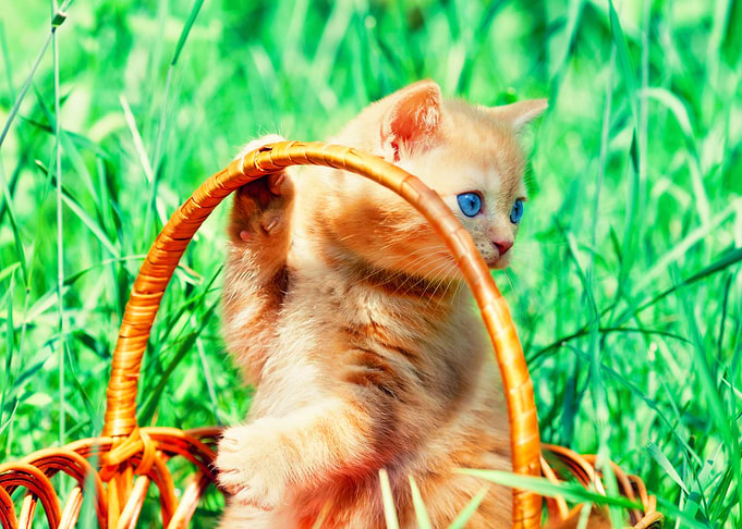 Animal Basket British Cat