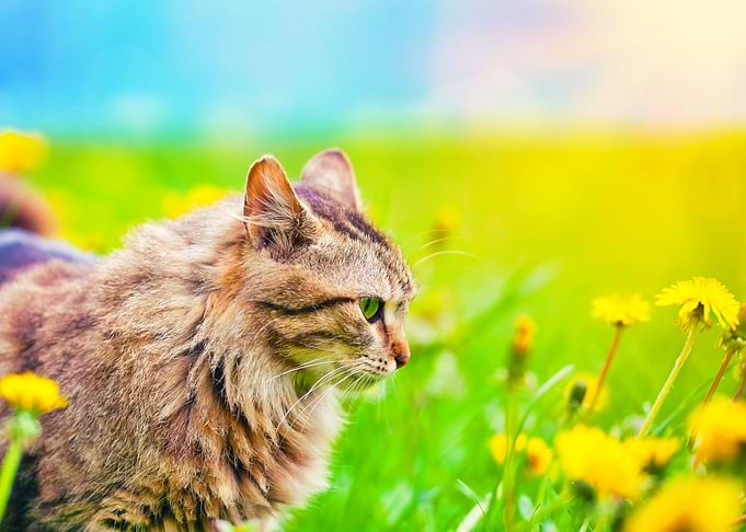 Animals Cat Feline Field F