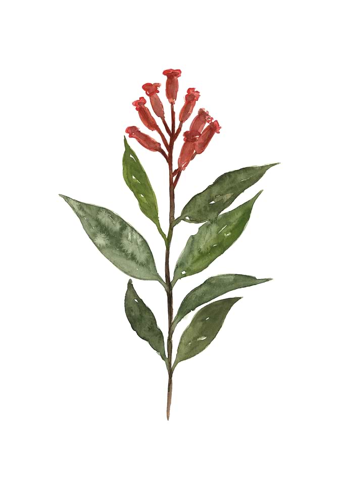 Clove flower poster