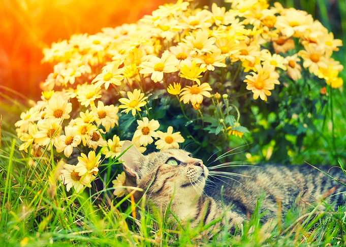 Adorable Animals Beautiful