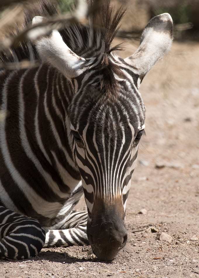 zebra wildlife safari