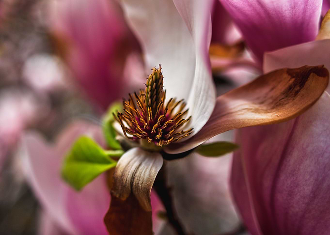 Magnolia Flower Macro