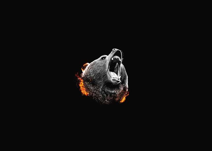 Grizzly Bear