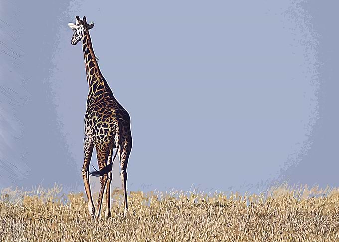 giraffe animal wildlife