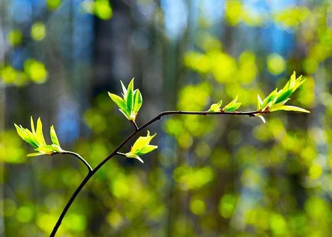 The first leaves spring
