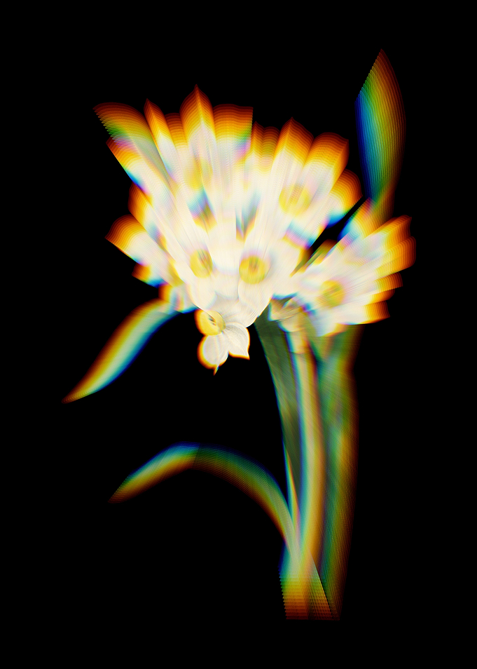 Prism Bunch Daffodil
