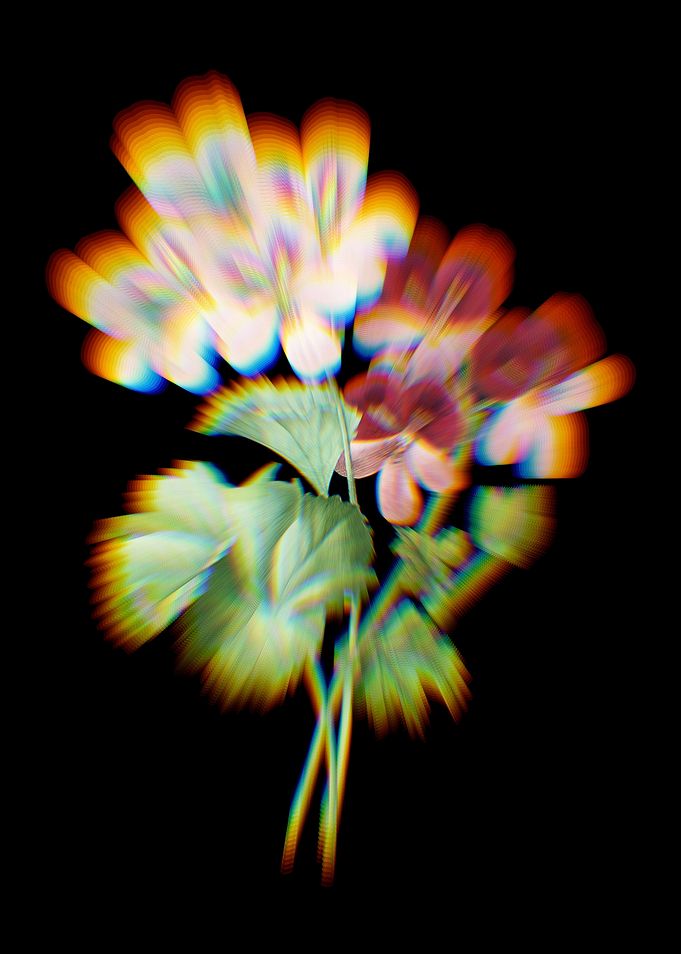 Prism Cranes Bill Geranium