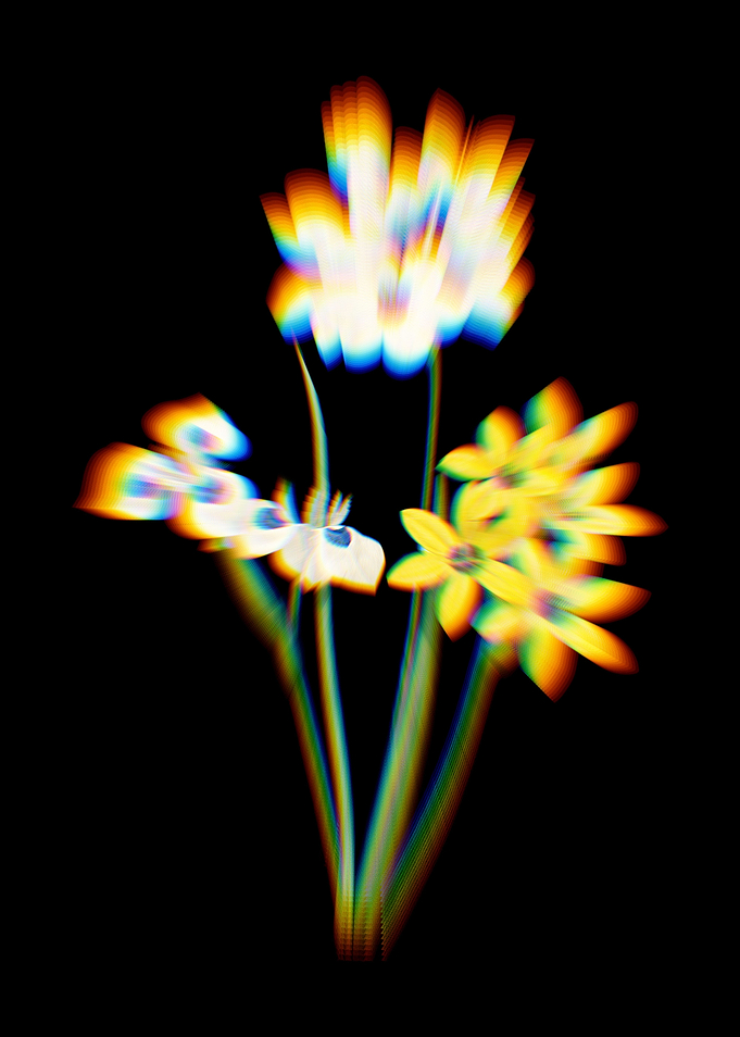 Prism Corn Lily