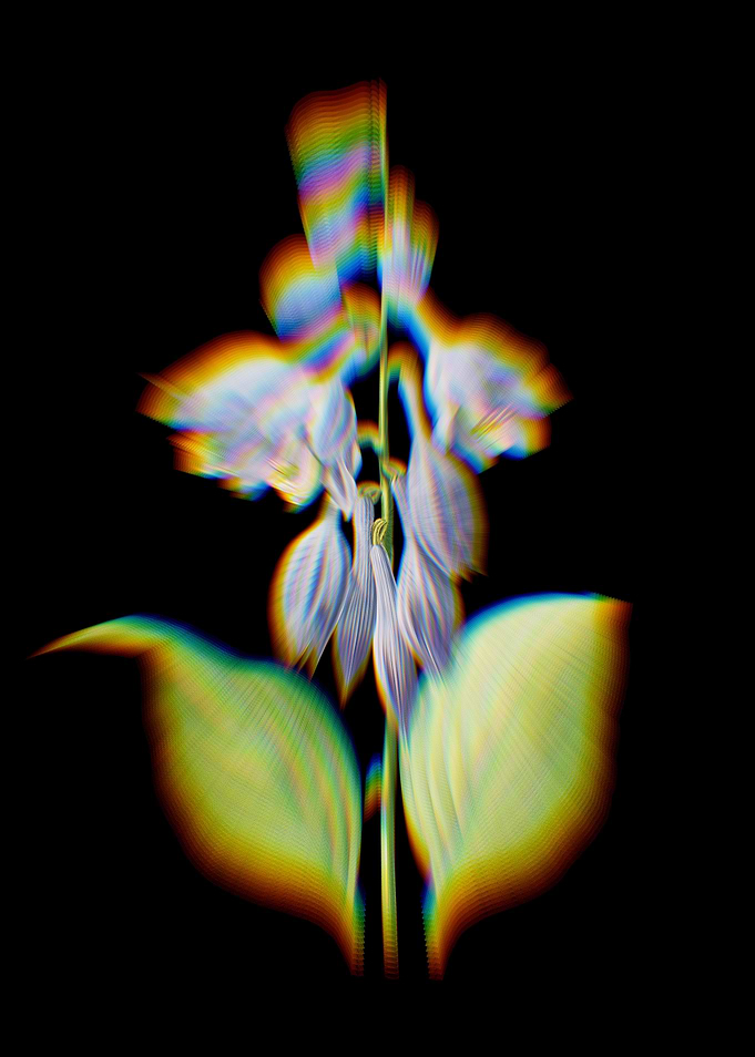 Prism Blue Daylily