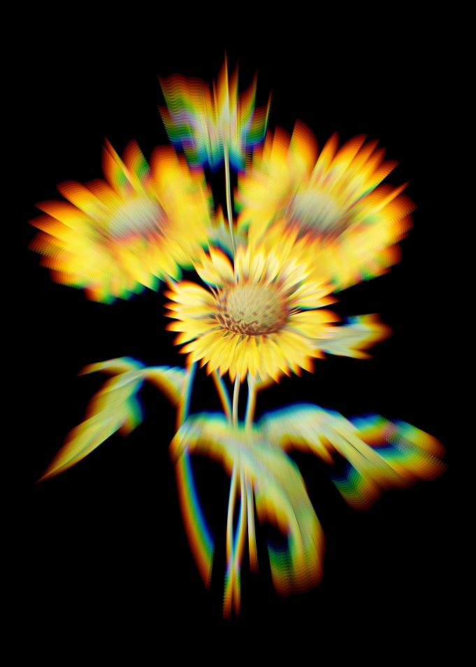 Prism Blanket Flowers