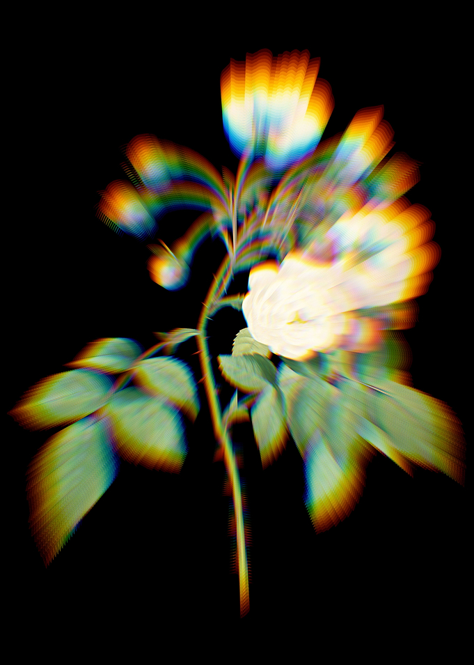 Prism Adelia Aurelianensis