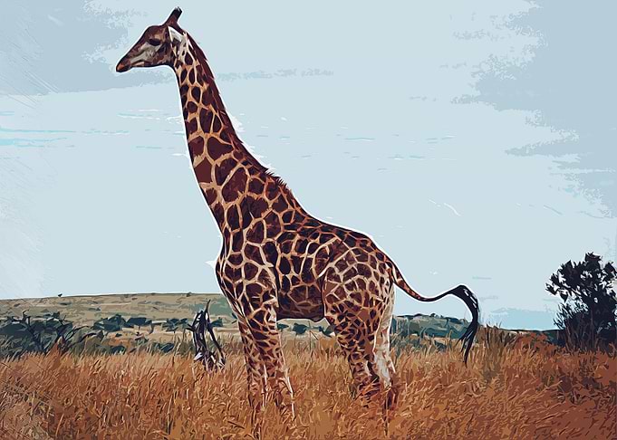 giraffe animal wildlife