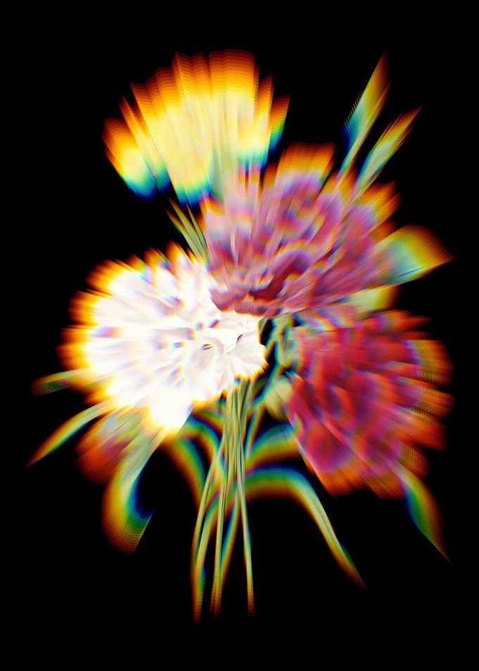 Prism Carnations