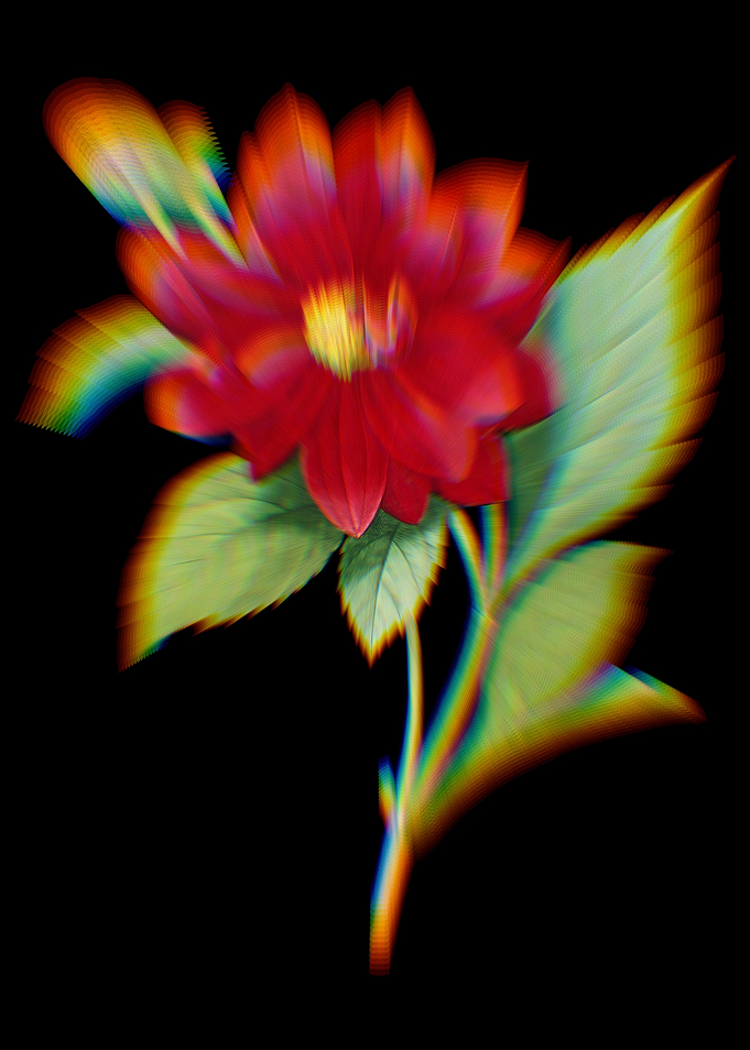 Prism Double Dahlias