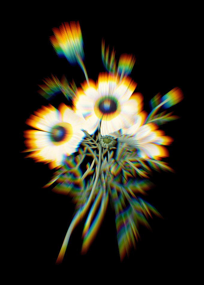 Prism Chrysanthemum