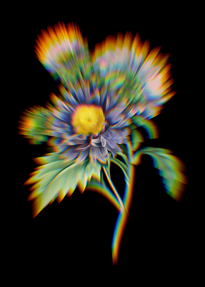 Prism China Aster