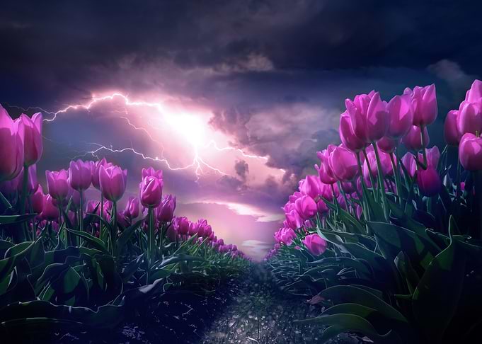 Tulips flower