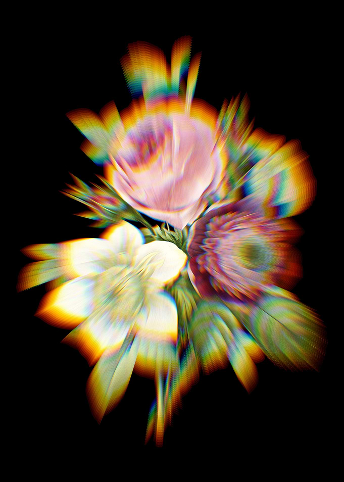 Prism Anemone Rose