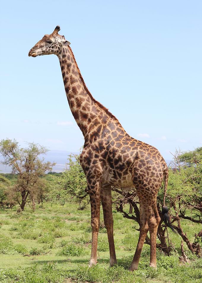 giraffe animal wildlife