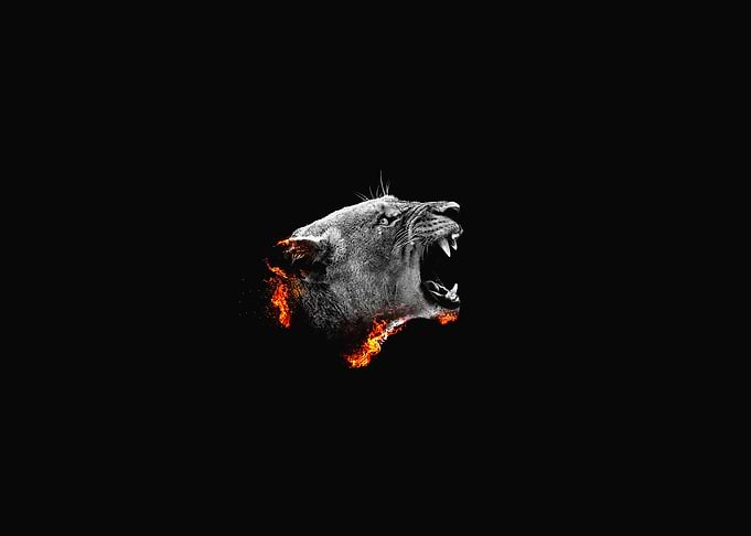 Lioness Roaring