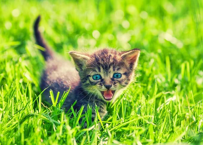 Animals Baby Beautiful Bea