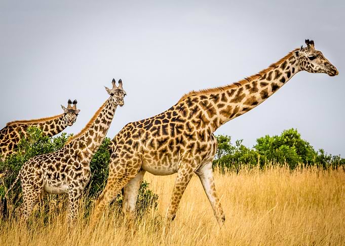 wildlife safari giraffe