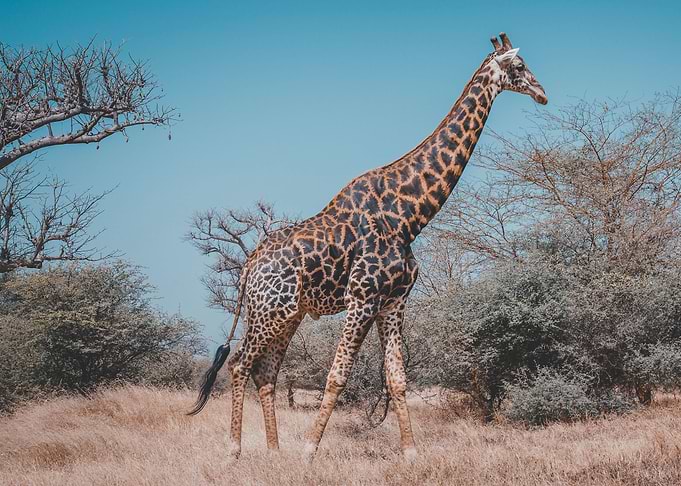 giraffe animal wildlife
