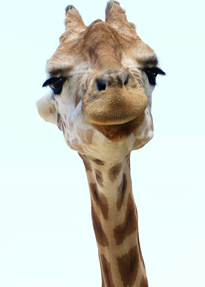 giraffe animals wildlife