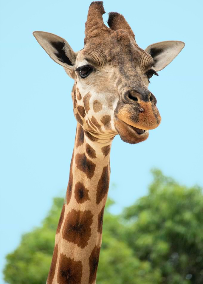 giraffe animal wildlife