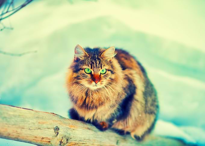 Alone Animal Breed Cat Chr