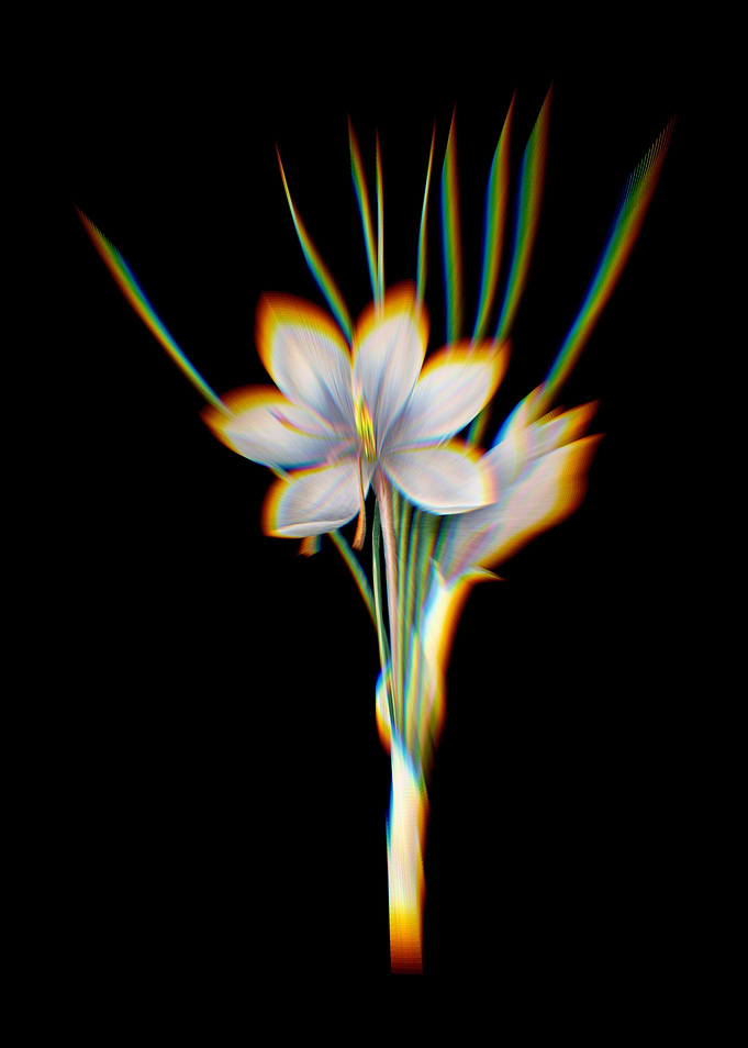 Prism Autumn Crocus