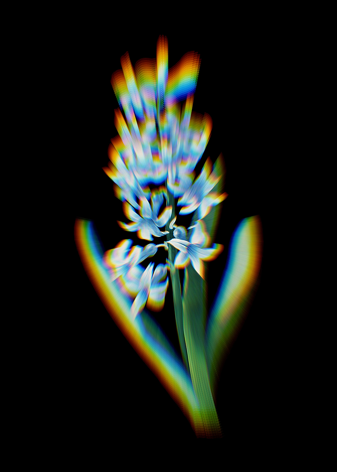 Prism Dutch Hyacinth