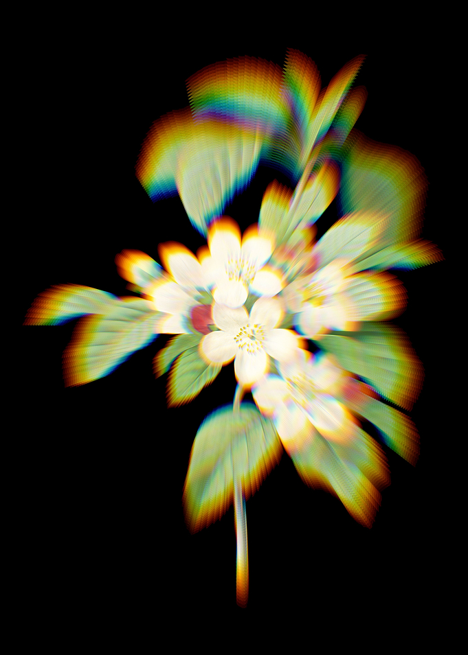 Prism Apple Blossom