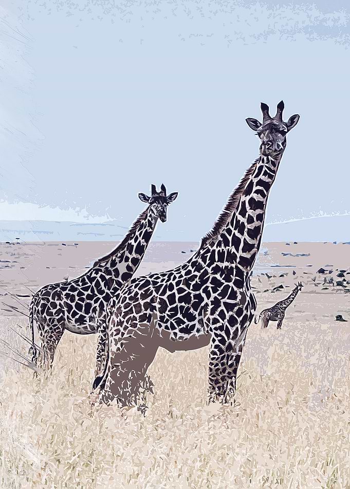 giraffe animal wildlife