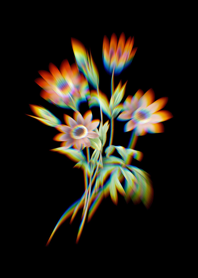 Prism Broad Leaved Anemone
