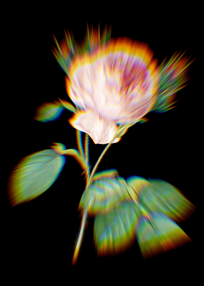 Prism Centifolia Roses