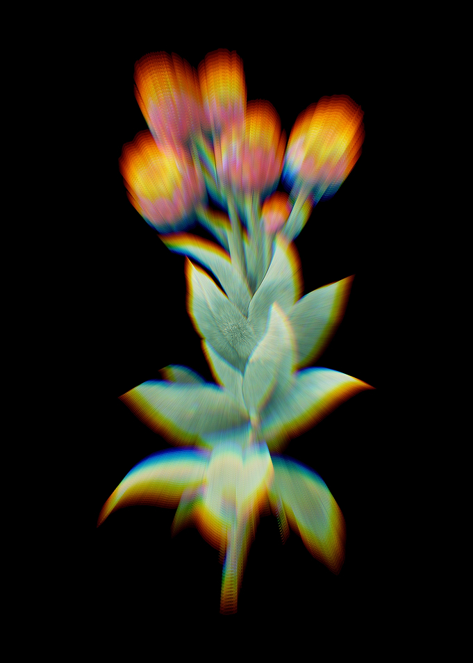 Prism Cudweeds