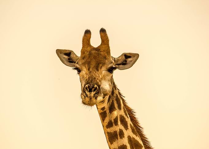 giraffe animal wildlife